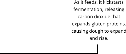 As it feeds, it kickstarts fermentation, releasing carbon dioxide that expands gluten proteins, causing dough to expand and rise.